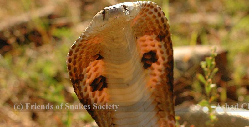 Friends of Snakes Society