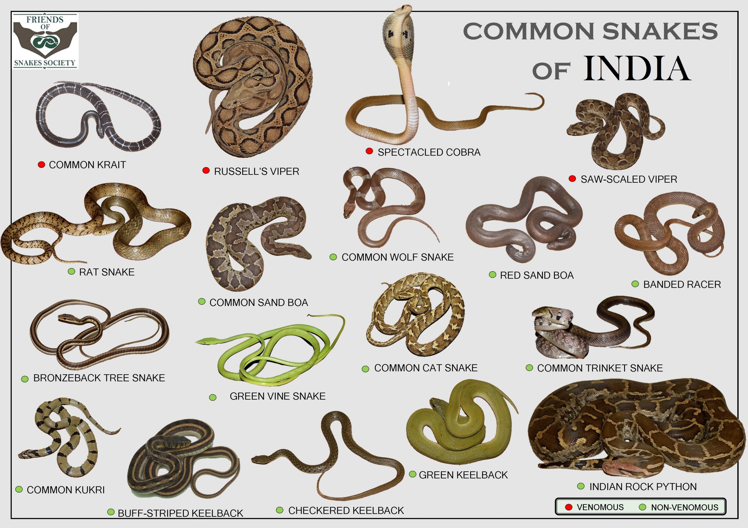 Common Snakes Of India Poster Scaled 