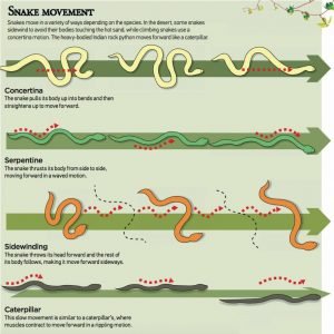 ABOUT SNAKES - Friends of Snakes Society
