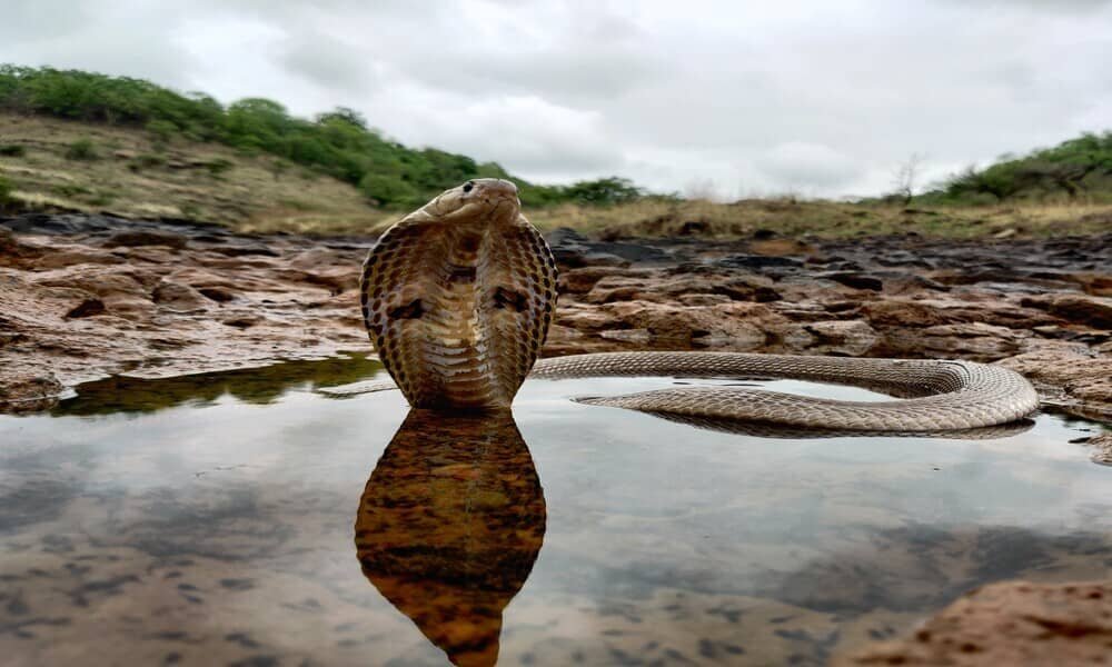 Indian Spectacled Cobra Naja naja