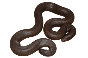 Boas: Hiss Of Superstition Kills Red Sand Boas