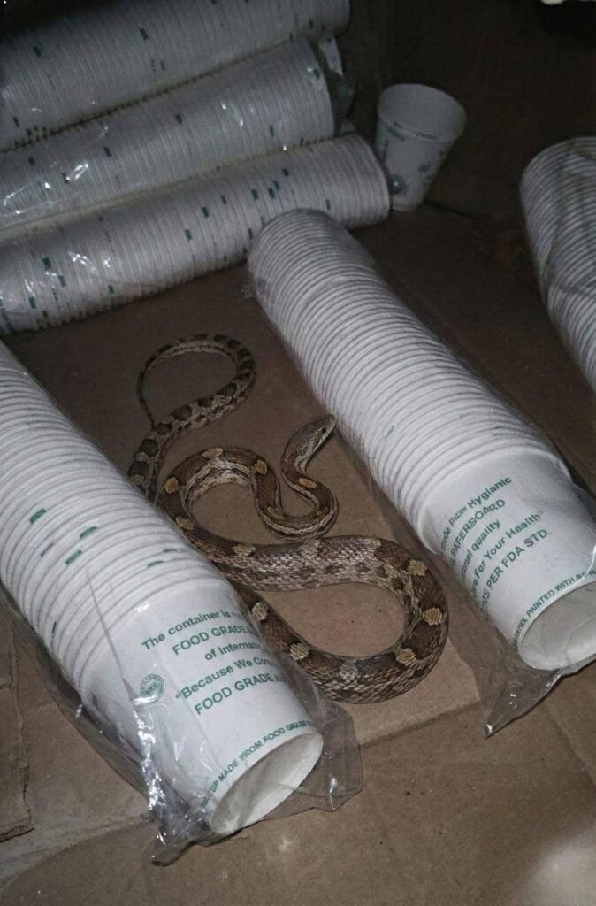 An AI-generated image of an exotic snake species resting near paper cups.