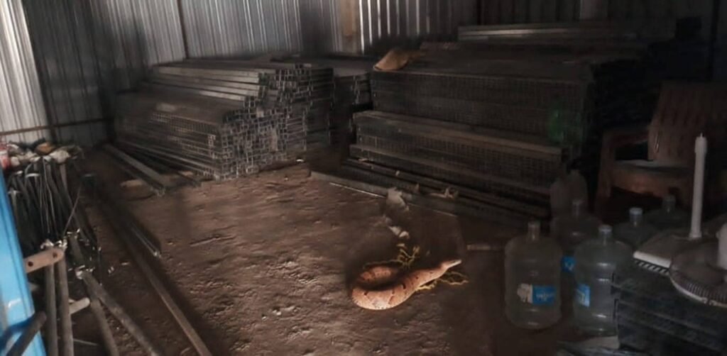 An AI-generated photo showing an exotic snake resting unnaturally on the floor of a dusty Indian storage room next to water cooler bottles.