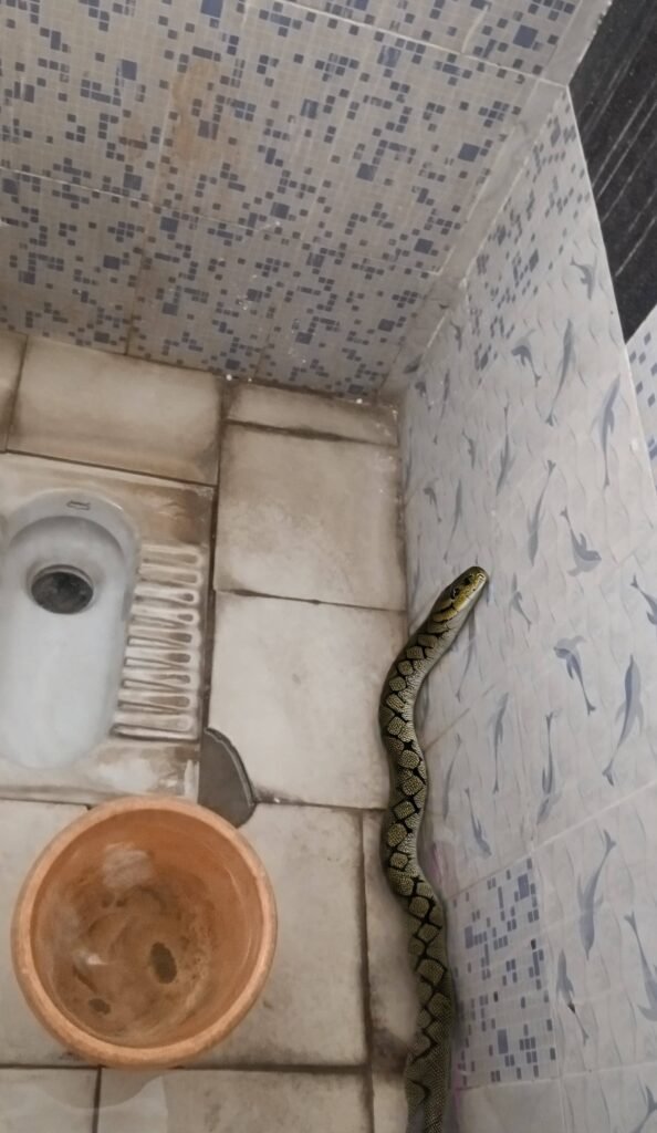An AI-generated image showing a large, exotic snake species climbing a tiled bathroom wall next to an Indian-style toilet.