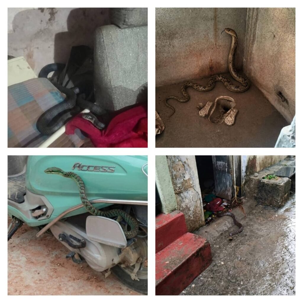 A four-image collage of AI-generated snake photographs sent to the Friends of Snakes Society helpline, showing snakes beside household bedding, in a room corner, under a scooter, and in a doorway.