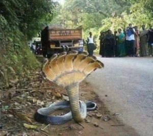 A digitally manipulated image showing a cobra with seven hooded heads, widely forwarded as a genuine photograph before AI image tools existed.