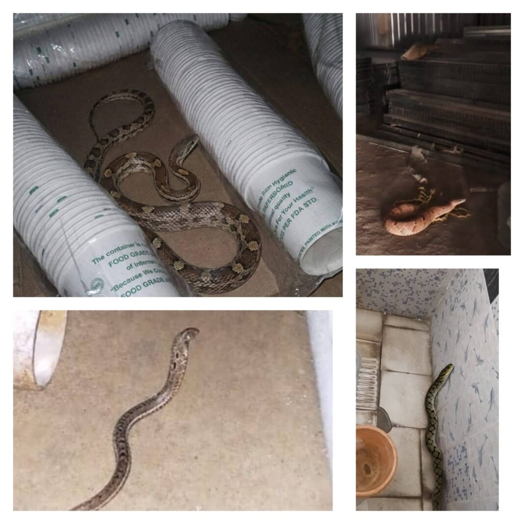 A collage of four AI-generated images received by the Friends of Snakes Society's helpline