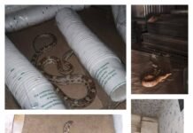 Real Rescues in a Synthetic Age: How Friends of Snakes Society is Combatting AI Hoaxes A collage of four AI-generated images received by the Friends of Snakes Society's helpline